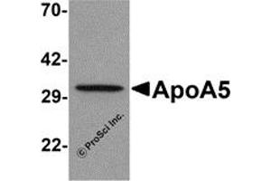 Western Blotting (WB) image for anti-Apolipoprotein A-V (APOA5) (C-Term) antibody (ABIN1030250)