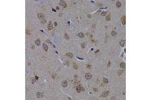 Immunohistochemistry of paraffin-embedded rat brain using POLR2L antibody (ABIN1874190) at dilution of 1:200 (40x lens). (POLR2L anticorps)