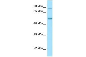 Host: Rabbit Target Name: Clk4 Antibody Dilution: 0. (CLK4 anticorps  (N-Term))