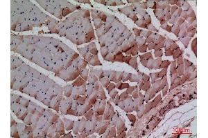 Immunohistochemistry (IHC) analysis of paraffin-embedded Rat Muscle, antibody was diluted at 1:100.