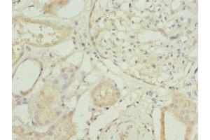 Immunohistochemistry of paraffin-embedded human kidney tissue using ABIN7166333 at dilution of 1:100 (RP2 anticorps  (AA 1-350))