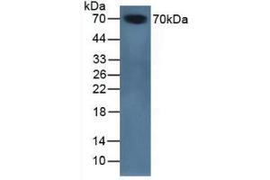 Figure. (SERPINA10 anticorps  (AA 22-448))