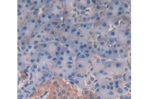 IHC-P analysis of Human Tissue, with DAB staining. (TPSG1 anticorps  (AA 99-244))