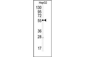 Image no. 1 for anti-Hepatocyte Nuclear Factor 4, alpha (HNF4A) (Middle Region) antibody (ABIN357941) (HNF4A anticorps  (Middle Region))