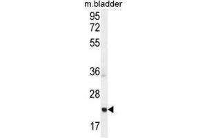 ASCL2 Antibody (N-term) western blot analysis in mouse bladder tissue lysates (35µg/lane). (ASCL2 anticorps  (N-Term))