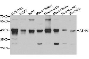 Western Blotting (WB) image for anti-ArsA Arsenite Transporter, ATP-Binding, Homolog 1 (ASNA1) (AA 1-348) antibody (ABIN1678763)