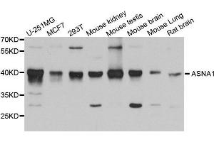 Western Blotting (WB) image for anti-ArsA Arsenite Transporter, ATP-Binding, Homolog 1 (ASNA1) (AA 1-348) antibody (ABIN6220342) (ASNA1 anticorps  (AA 1-348))