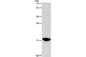 Western blot analysis of HepG2 cell, using CCL16  Polyclonal Antibody at dilution of 1:760