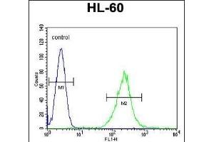 ECAT1 Antibody (N-term) (ABIN655185 and ABIN2844800) flow cytometric analysis of HL-60 cells (right histogram) compared to a negative control cell (left histogram).