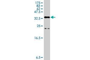 Western Blot detection against Immunogen (36.