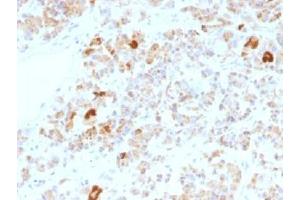IHC testing of FFPE human pituitary gland stained with Luteinizing Hormone alpha antibody (clone LHa/756). (LH alpha anticorps)