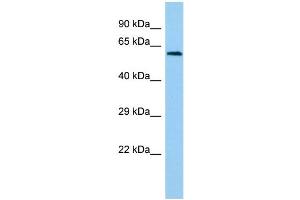 Host: Rabbit Target Name: LCTL Sample Type: Hela Whole Cell lysates Antibody Dilution: 1.