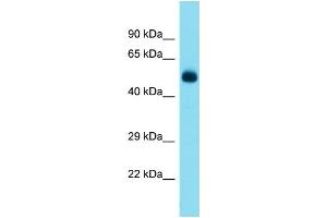 Host:  Rabbit  Target Name:  Tbx5  Sample Type:  Mouse Pancreas lysates  Antibody Dilution:  1. (T-Box 5 anticorps  (N-Term))