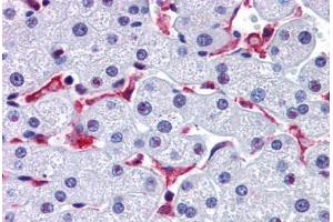 Anti-PROM2 antibody  ABIN1103799 IHC staining of human liver.