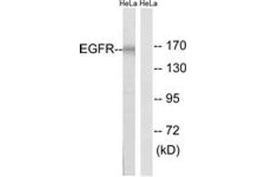 Western blot analysis of extracts from HeLa cells, using EGFR (Ab-1026) Antibody. (EGFR anticorps  (AA 991-1040))