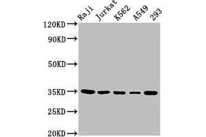 Western Blot Positive WB detected in: Raji whole cell lysate, Jurkat whole cell lysate, K562 whole cell lysate, A549 whole cell lysate, 293 whole cell lysate All lanes: TAL1 antibody at 5. (TAL1 anticorps  (AA 1-114))