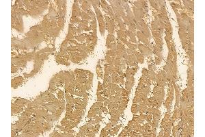 DRP1 Mouse Monoclonal Antibody at 1/100 staining rat heart tissue by IHC-P. (Dynamin 1-Like anticorps)