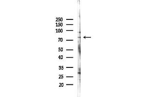 anti-Retinoid X Receptor, beta (RXRB) (N-Term) antibody