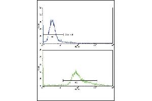 Flow cytometric analysis of hela cells using GMPS Antibody (bottom histogram) compared to a negative control cell (top histogram)FITC-conjugated goat-anti-rabbit secondary antibodies were used for the analysis. (GMP Synthase anticorps  (AA 296-325))