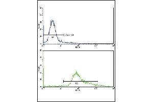 Flow cytometric analysis of hela cells using GMPS Antibody (bottom histogram) compared to a negative control cell (top histogram)FITC-conjugated goat-anti-rabbit secondary antibodies were used for the analysis.