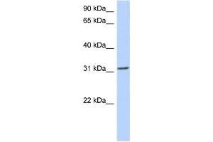 Western Blotting (WB) image for anti-Goosecoid Homeobox (GSC) antibody (ABIN2457934) (GSC anticorps)