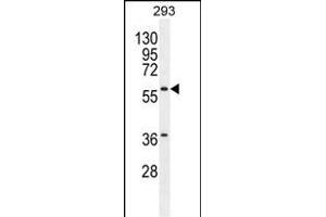 C Antibody (Center) (ABIN655404 and ABIN2844950) western blot analysis in 293 cell line lysates (35 μg/lane). (Carboxypeptidase A2 anticorps  (AA 179-208))