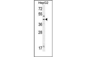 Western blot analysis of Fumarylacetoacetase Antibody (N-term) in HepG2 cell line lysates (35ug/lane). (FAH anticorps  (N-Term))