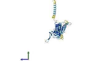AlphaFold protein structure predicition of Human Recombinant KCNJ1 Protein, UniprotID P48048
