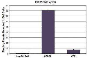 EZH2 antibody (pAb) tested by ChIP. (EZH2 anticorps  (AA 1-370))