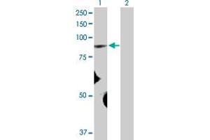 Western Blot analysis of FBXO40 expression in transfected 293T cell line by FBXO40 MaxPab polyclonal antibody. (FBXO40 anticorps  (AA 1-709))