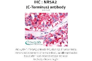 Image no. 1 for anti-Nuclear Receptor Subfamily 5, Group A, Member 2 (NR5A2) antibody (ABIN1737518) (NR5A2 + LRH1 anticorps)