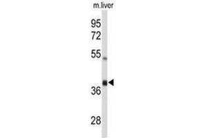 Western blot analysis of AIFM2 Antibody (C-term) in mouse liver tissue lysates (35 µg/lane).