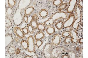 Immunoperoxidase of purified MaxPab antibody to BSND on formalin-fixed paraffin-embedded human kidney. (BSND anticorps  (AA 1-320))