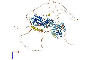 AlphaFold protein structure predicition of Human Recombinant RIN2 Protein, UniprotID Q8WYP3