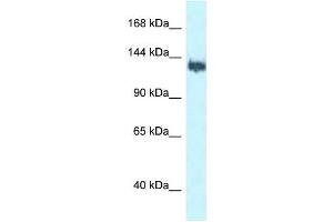 Western Blot showing BAG6 antibody used at a concentration of 1 ug/ml against MCF7 Cell Lysate (BAT3 anticorps  (C-Term))
