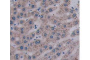 Used in DAB staining on fromalin fixed paraffin- embedded liver tissue