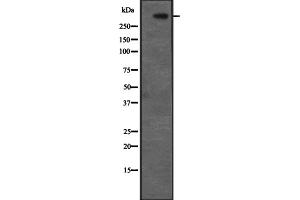 Western blot analysis of CENPF expression in Hela cell lysate,The lane on the left is treated with the antigen-specific peptide. (CENPF anticorps  (C-Term))