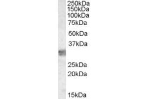 ABIN185362 staining (0. (MYD88 anticorps  (Internal Region))