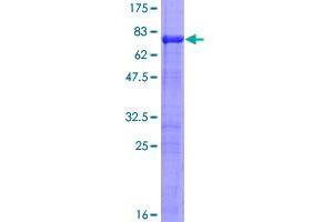 Image no. 1 for Interferon Regulatory Factor 2 (IRF2) (AA 1-349) protein (GST tag) (ABIN1308077)