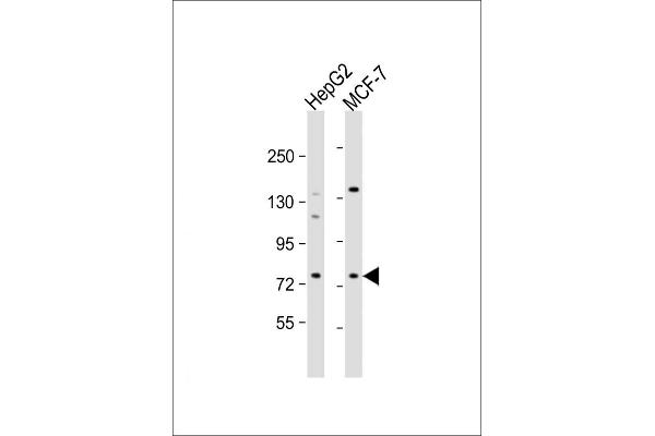 DCP1B anticorps  (AA 261-290)