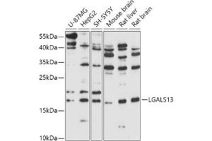 Western blot analysis of extracts of various cell lines, using LG antibody (ABIN7268198) at 1:1000 dilution. (LGALS13 anticorps  (AA 30-139))