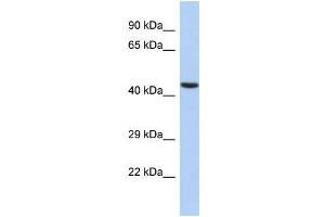 Host:  Rabbit  Target Name:  ILF2  Sample Type:  HepG2 Whole cell lysates  Antibody Dilution:  1. (ILF2 anticorps  (N-Term))