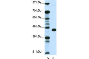 Western Blotting (WB) image for anti-Peroxisome Proliferator-Activated Receptor gamma (PPARG) antibody (ABIN2461870) (PPARG anticorps)