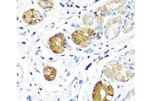 Immunohistochemistry of paraffin-embedded Human stomach using SGSH Polyclonal Antibody at dilution of 1:100 (40x lens).