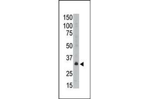 The anti-GEA6 C-term Antibody (ABIN390109 and ABIN2840621) is used in Western blot to detect GEA6 in A549 lysate. (MAGEA6 anticorps  (C-Term))