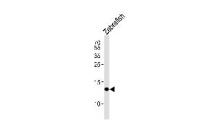 Western blot analysis of lysate from Zebrafish tissue lysate, using (DANRE) fabp10a Antibody (N-term) (ABIN6244298 and ABIN6577496). (FABP10A anticorps  (AA 30-63))