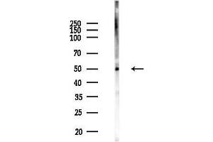Western blot analysis of lysates from MCF7 cells(heat-shock,45 min treatment), using THR alpha Antibody at 1/1000 dilution.
