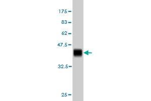 Western Blot detection against Immunogen (37. (ZNF41 anticorps  (AA 221-321))