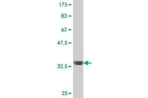 Western Blot detection against Immunogen (36.