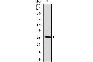 Western blot analysis using MAP2 mAb against human MAP2 recombinant protein. (MAP2 anticorps  (AA 24-123))